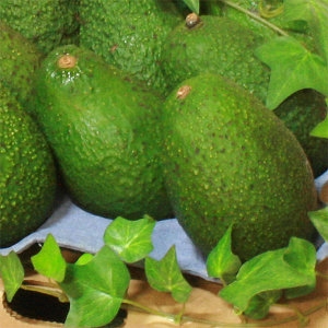 프레쉬  아보카도 1입 / 사이즈 선택구매. 맛좋고 품질좋은 프리미엄과일. 숲속의 버터