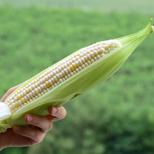 팜쿡  괴산 대학찰옥수수 17cm내외