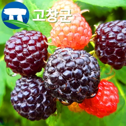 산들다온 산지직송 고창 복분자 블랙라즈베리 특품 5kg