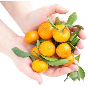 제주의맛  제주 감귤 로얄과 S~M 5kg