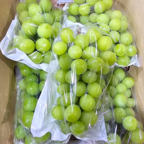 때깔찬  청포도 샤인머스켓 2kg