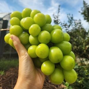 케이엠푸드  가정용 샤인머스켓 4수 2kg