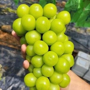 블루밍그린  달콤한 국내산 햇 샤인머스켓 3~4수 2kg