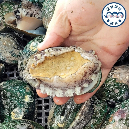 삼남매네  완도활전복 왕특특대 6~7미 1kg