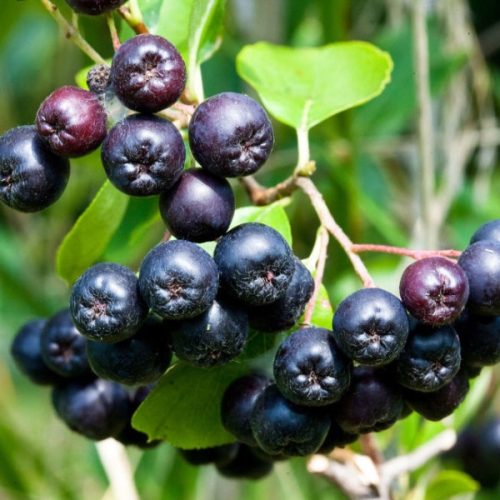 베리세상  고창 아로니아 10kg