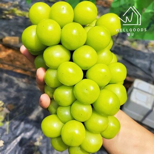 웰굿  국내산 신선 달콤한 샤인머스캣 5수 4kg