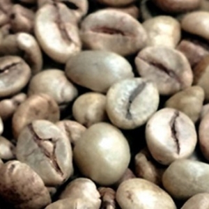 필더컵  베트남 마운틴 라이온 Selection G1 생두 1kg