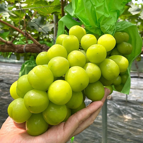 푸르젠  국내산 고당도 샤인머스켓 4수 2kg