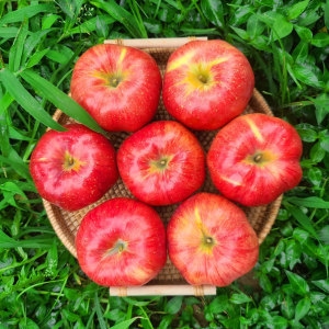 아침이슬농원  실속가득 산지 첫수확 햇 홍로사과 중대과 9kg 39과내