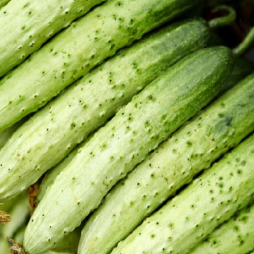 밋앤밀  국내산 25년 햇수확 백오이 특품 내외