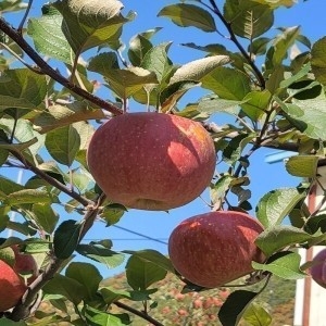 별고을청과  가정용사과 햇사과 품종 랜덤발송 7kg