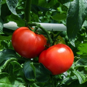 대박농수산  국내산 완숙 찰 토마토 쥬스용토마토 주스용 못난이