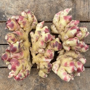 햇살조은  흙생강 3kg