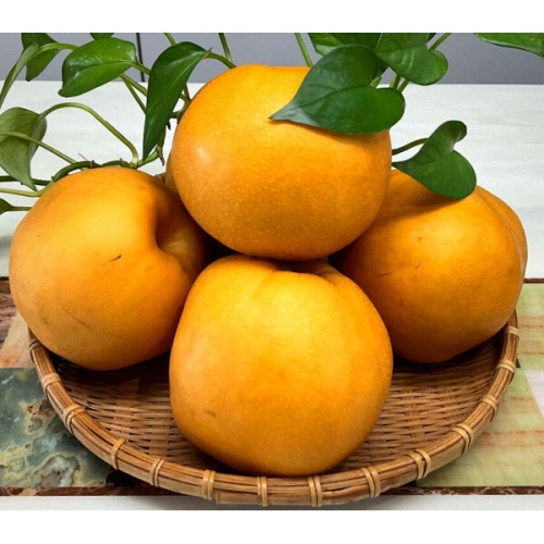 나주배  15kg 과즙팡팡 가정용 못난이 흠집배 국내산 배 랜덤과 나주시 영암군 등 전남배