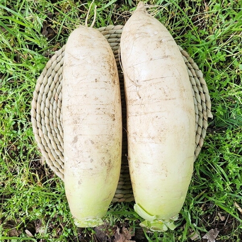 지투지샵  강원도 고랭지 무 2.5kg