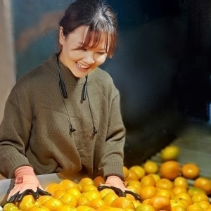 유나네농장  노지감귤 10KG 프리미엄로얄과 s과 조생귤 첫 출하