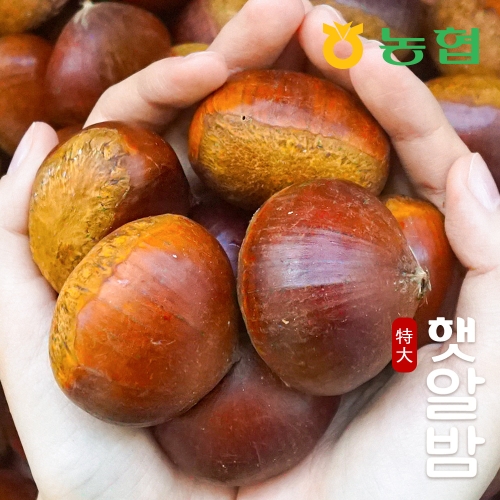 농협  토실토실 햇밤 순창 알밤 특대 3kg 제수용