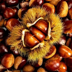 제철진미  제철 햇 부여밤 햇밤 대사이즈 5kg