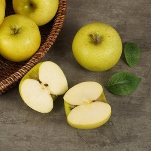 지투지샵  황금사과 시나노골드 흠과 중과 5kg