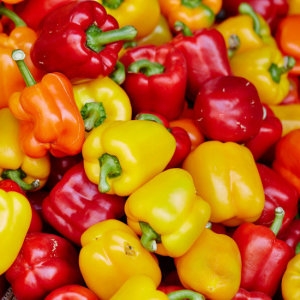 지지팜  국내산 못난이 파프리카 1kg 빨강노랑