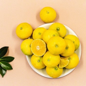 더조은푸드  더조은 달콤한 서귀포 감귤 로얄중품 10kg