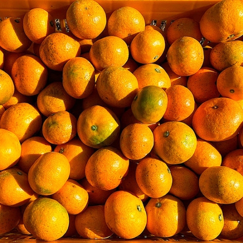 프리자연  제주 감귤 밀감 고당도 로얄과 5kg