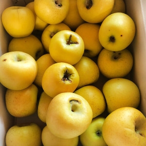 재호농산  주스용 못난이 시나노골드 사과 흠과 5kg