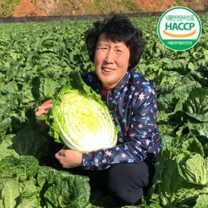 농부들의수확  강원도 김장 절임배추 20kg
