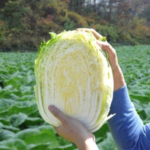 다농이네  괴산 절임배추 7~11포기 20kg