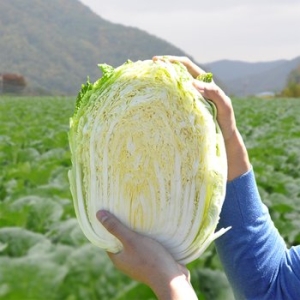 다농이네  강원도 고랭지 절임배추 7~11포기 20kg
