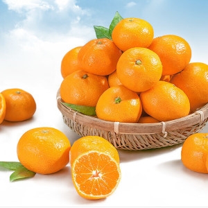 다사모농장  제주 노지 감귤 중대과 10kg