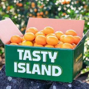 테이스티아일랜드  제주 고당도 감귤 중대과 L2L 9kg