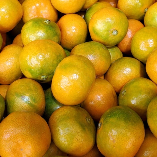 작심밀도  자연맑음 노지 감귤 중대 4.5kg