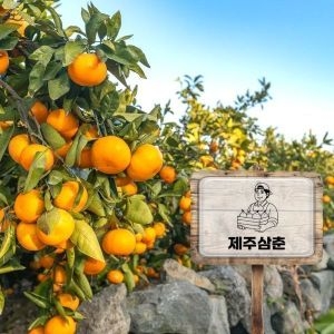 제주삼춘  서귀포 새콤달콤 노지귤 주스용 특대 10kg