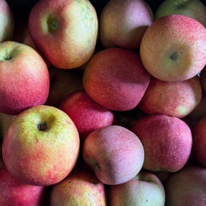 떨이농산  당도최고 감홍사과 중대과 가정용 10kg