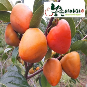 농촌이야기  대봉감 홍시 특대과 21~30과 10kg