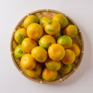 작심밀도  제주직송 극조생 감귤 대과(L이상) 5kg