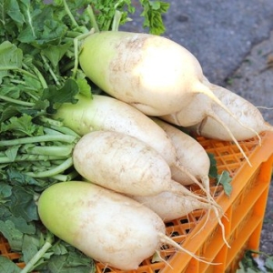 익산원예농협  신선 김장무 특 3kg