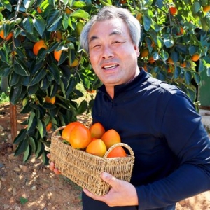 농부들의수확  대봉감 홍시 30과내외 대과 10kg