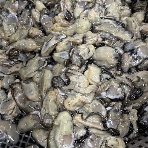 식탁이야기  바다담은 햇 생굴 1kg