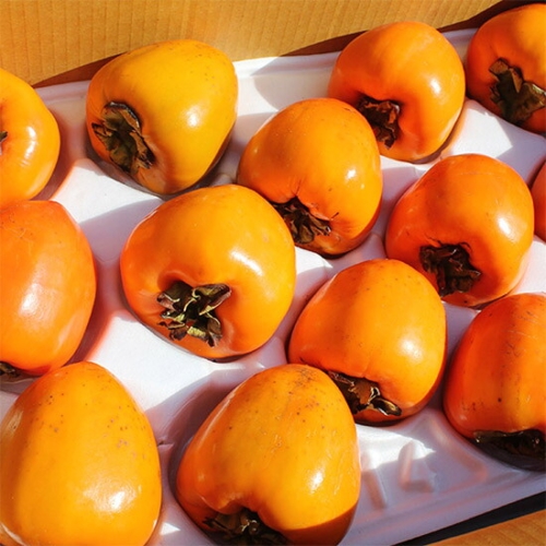 다모아영농조합법인  이베따 대봉감 51~60과 10kg