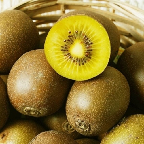 푸드대통령  전라도 보성 골드키위 중과 23~25과 2kg