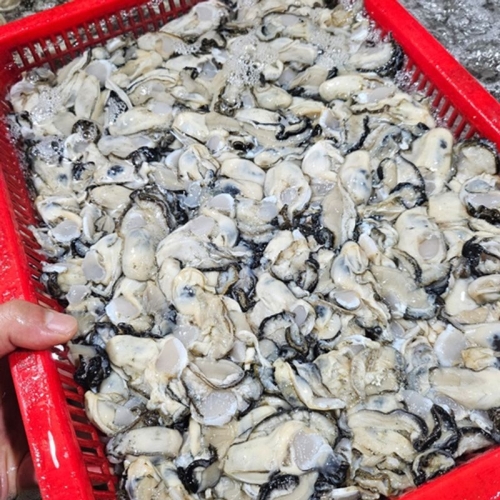 해다원  당일작업 통영 햇 생굴 깐굴 산지직송 중굴 1kg