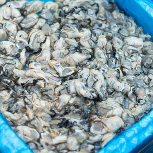 해다원  당일작업 통영 햇 생굴 깐굴 산지직송 중굴 500g