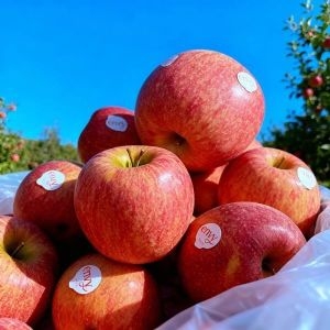 팜보스  과즙 팡팡 탐스러운 프리미엄 엔비사과 9과내외 2kg