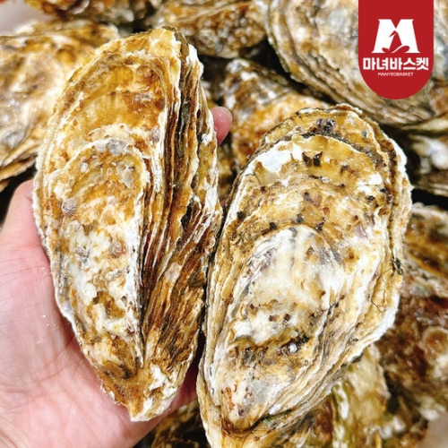 마녀바스켓  통영 사계절 삼배체굴 10kg