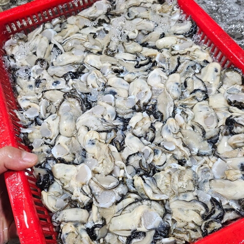 해다원  당일작업 통영 햇 생굴 깐굴 산지직송 대굴 1kg