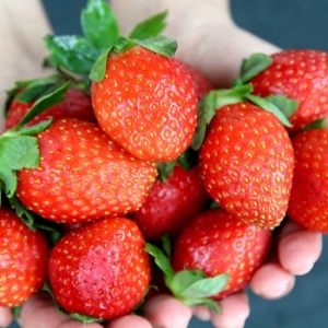 맛군  당일수확 제철 논산 새콤달콤 설향딸기 특과 24~30과 750g