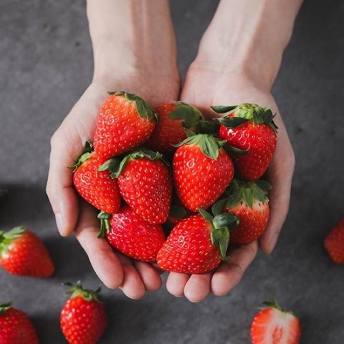 자연맛남  당일수확 새콤달콤 설향 딸기 상 30~42구 500g