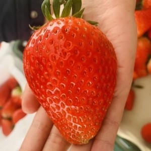 에버푸드마켓  킹스베리 딸기 800g